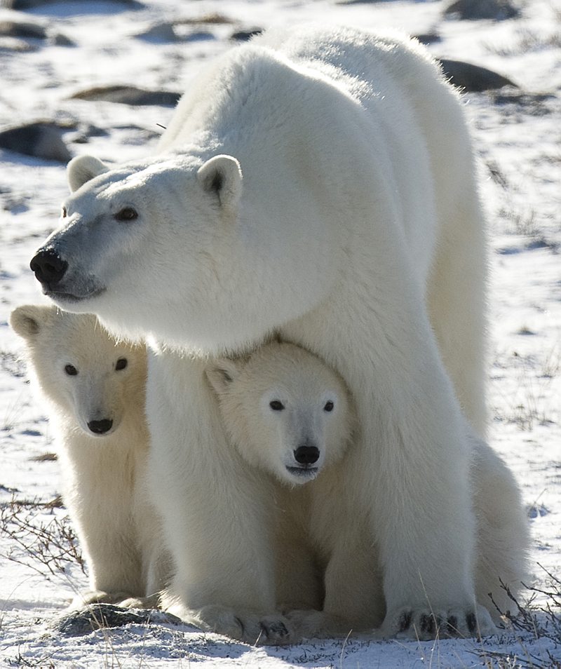 Image result for mama polar bear with cubs