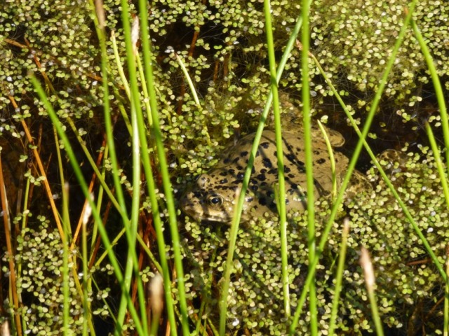 Columbia spotted frog female