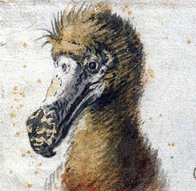 The Dodo Almost Died Off 4,000 Years Ago Because Of Its Own Poop